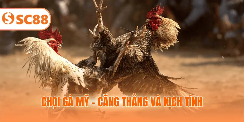Chọi gà Mỹ - Căng thẳng và kịch tính